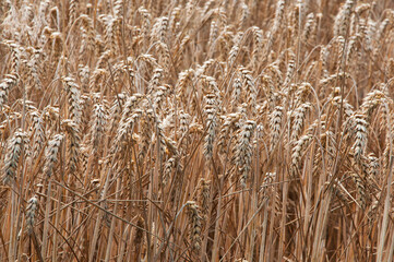 Fototapeta premium many ripe ears of corn in a wheat field. the concept of a good harvest of bread