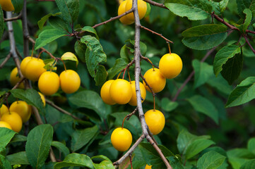 yellow ripe organic plums on the green tree in the garden. juicy sweet cherry plum in the summer garden	