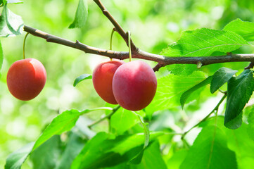 red ripe organic plums on the green tree in the garden. juicy sweet cherry plum in the summer garden	