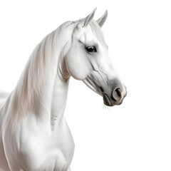 Obraz na płótnie Canvas White Arabian Horse Close Up on Transparent Background
