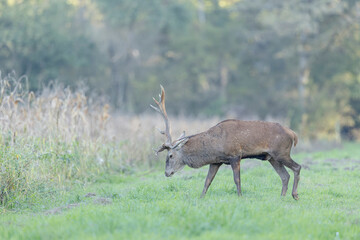 Stag Cervus elaphus in a European forest