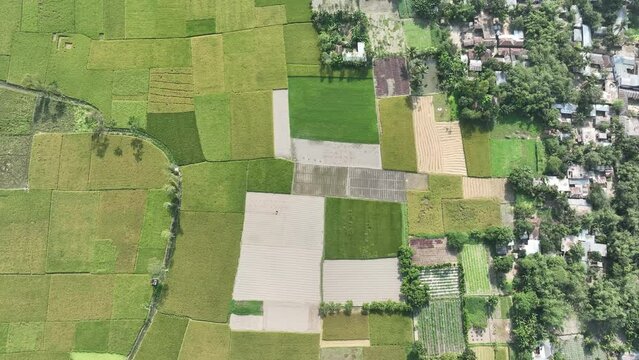 Beautiful view of Alsace vineyards from above, lush green color of vine plants at summer time. 4k video