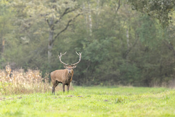 Stag Cervus elaphus in a European forest
