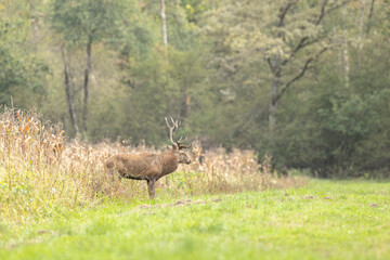 Stag Cervus elaphus in a European forest