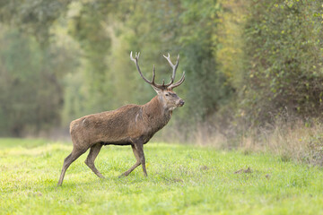 Stag Cervus elaphus in a European forest