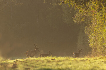 Stag Cervus elaphus in a European forest