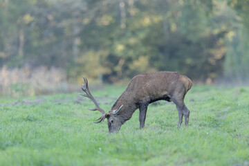 Stag Cervus elaphus in a European forest