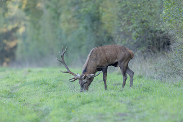 Stag Cervus elaphus in a European forest