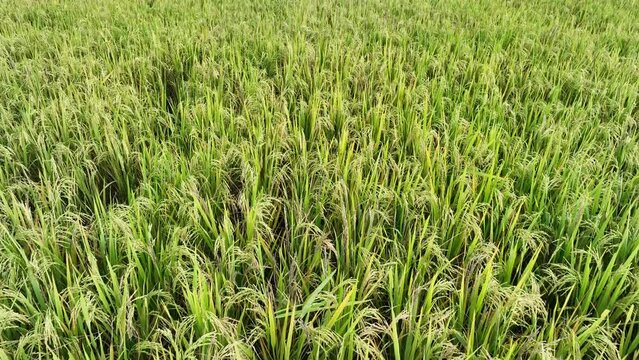 Paddy field. Paddy, Organic Agriculture, Ears Of Rice In The Field. Close up rice swaying by wind in rice paddy. grain in paddy field concept. close up of green rice field. 4k smooth video