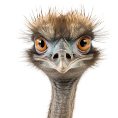 Emu Face on Transparent Background, Bird Portrait