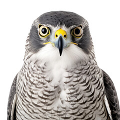 Fototapeta premium Close-Up of Falcon with Sharp Eyes Isolated on White Background, Bird of Prey