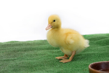 A few days after the birth of the gosling