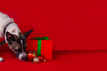 Holiday gifts for pets for Christmas, New Year. Pets pets holiday shopping gifts background. Cute spotted dog puppy in santa hat with christmas decorations and big gift box on red background - obrazy, fototapety, plakaty