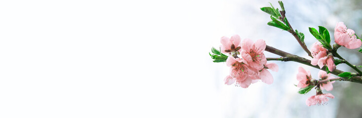 Blossoming young peach tree on a light background. Spring Gardens. good peach harvest concept. pink...