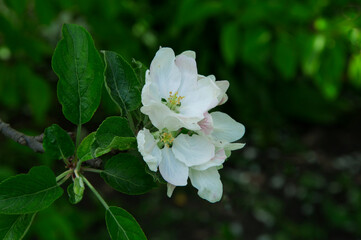 apple white blossom on a tree. the concept of a good harvest of apples. a blossoming young tree in the garden	