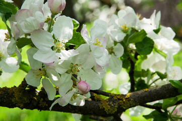 apple white blossom on a tree. the concept of a good harvest of apples. a blossoming young tree in the garden	