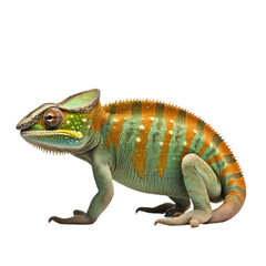 Chameleon, side view, wild animal portrait