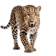 Jaguar big cat on transparent background, wild animal portrait