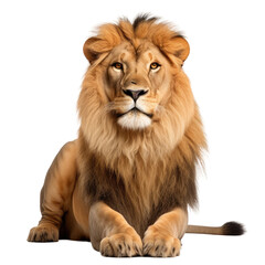 Male Lion on Transparent Background