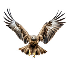 Fototapeta premium Majestic Hawk with Outstretched Wings in Flight Isolated on White Background
