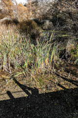 Marsh of the dead arm of the Laborec river, Slovakia Oborin