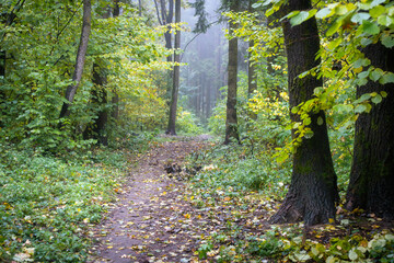 Autumn scenery of path in the forest, arrounded mist. Green and yellow leaves on the ground. Cloudy weather in the forest, hiking in woodland.