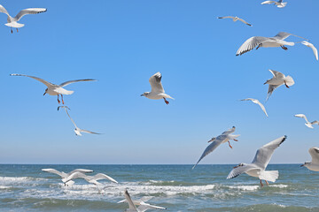 Seagulls soaring over the sea, waves crashing on the shore, blue sky, clear sunny day