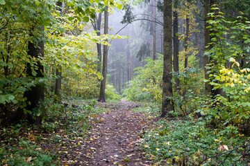 Autumn scenery of woodland path in the morning. Cloudy foggy weather in the forest, hiking in woodland. 
