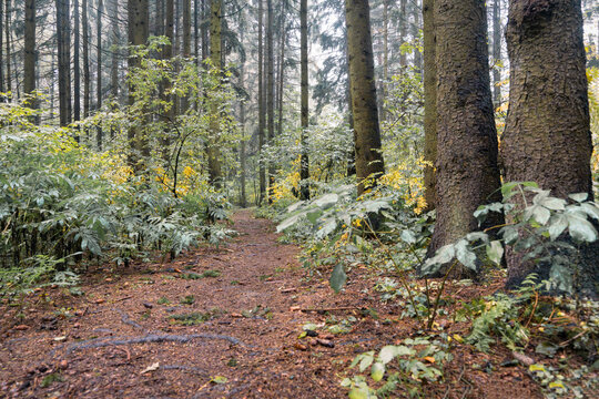 Landscape of foggy morning in pine woodland. Walk along path woodland. Dark colors tranks of trees in the forest. 