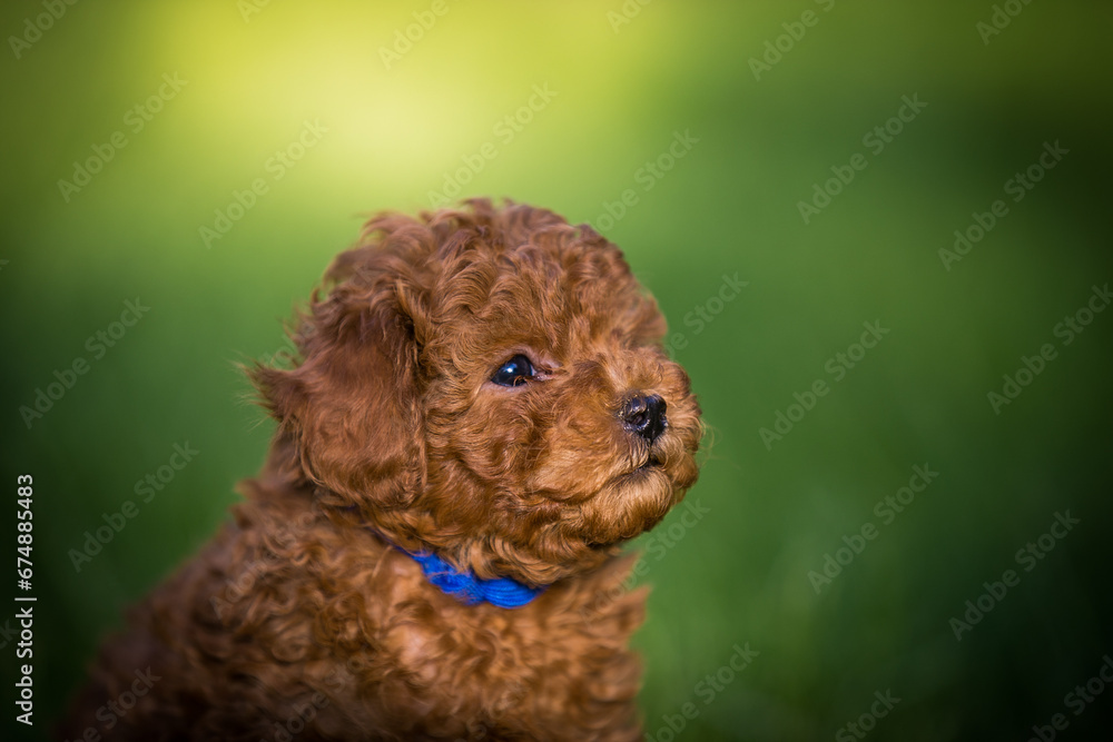 Poster poodle babies in kennel. miniature poodle puppy.. dwarf poodle