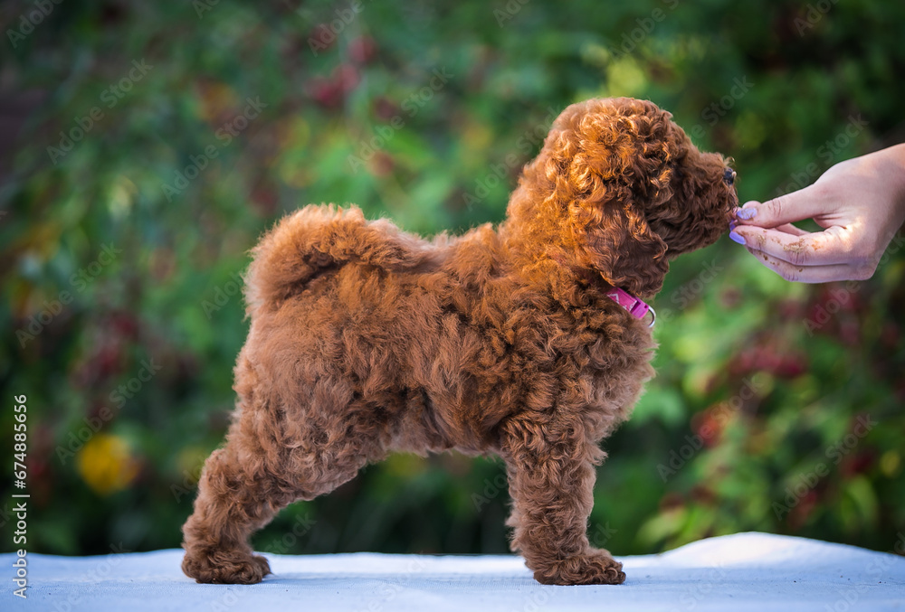 Poster poodle babies in kennel. miniature poodle puppy.. dwarf poodle