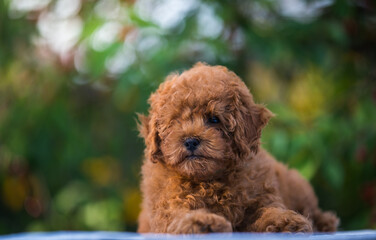 Poodle babies in kennel. miniature poodle puppy.. Dwarf poodle	