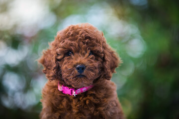 Poodle babies in kennel. miniature poodle puppy.. Dwarf poodle	
