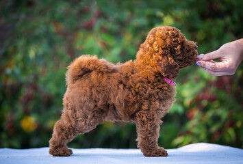 Poodle babies in kennel. miniature poodle puppy.. Dwarf poodle	
