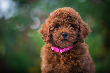 Poodle babies in kennel. miniature poodle puppy.. Dwarf poodle	