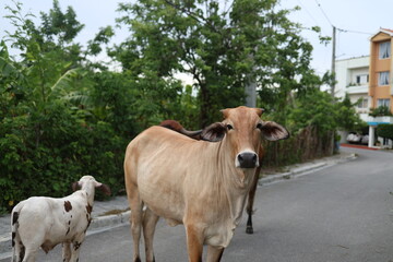 bull on the road 