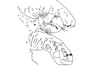 A cat drawn on a white background illustration