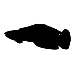 Snakehead Fish Silhouette 