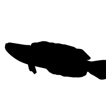 Snakehead Fish Silhouette 