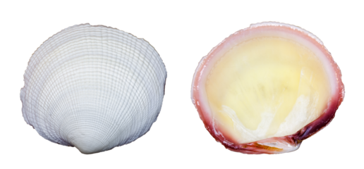 Sea shell. Transparent Background.