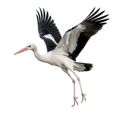 Stork on transparent background, wild bird portrait
