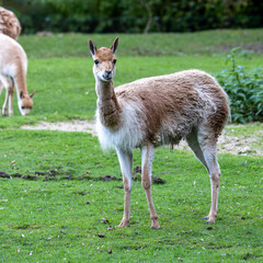 Vicunas, Vicugna Vicugna, relatives of the llama in a German park