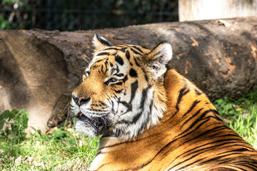 The Siberian tiger,Panthera tigris altaica in a park