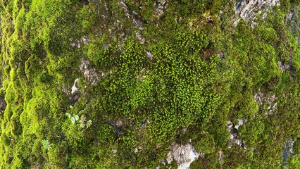 Relief texture of brown tree bark with green moss and lichen on it. Expanded circular panorama of oak bark.