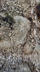 Relief texture of brown tree bark