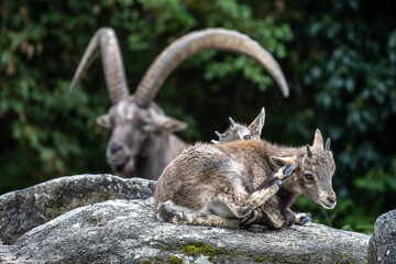 Young baby mountain ibex or capra ibex on a rock