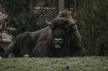 Bison