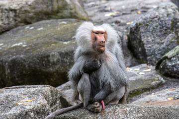 Hamadryas baboon, papio hamadryas, sitting together and grooming each other.