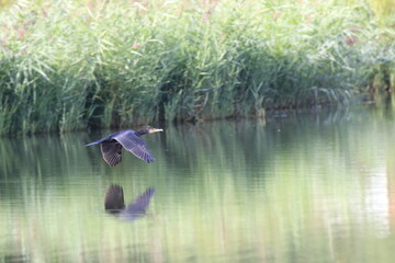 Kormoran im Flug  (Phalacrocorax carbo)