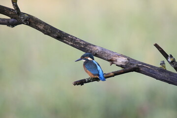 Eisvogel (Alcedo atthis)